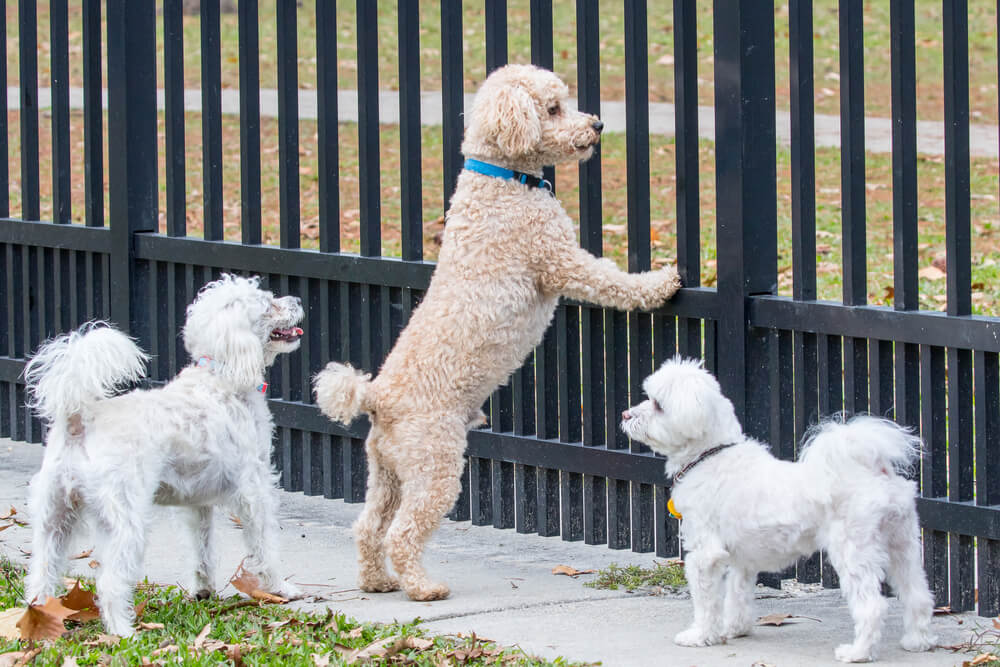 Dog area fence sale